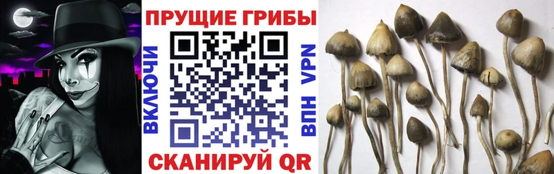 blacksprut зеркало  что такое наркотик  Арзамас  Галлюциногенные грибы мицелий 